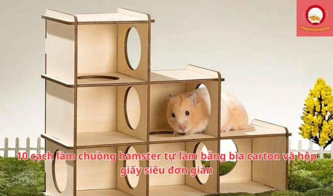 10 cách làm chuồng hamster tự làm bằng bìa carton và hộp giấy siêu đơn giản