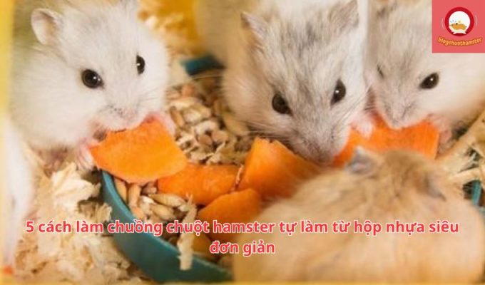 5 cách làm chuồng chuột hamster tự làm từ hộp nhựa siêu đơn giản