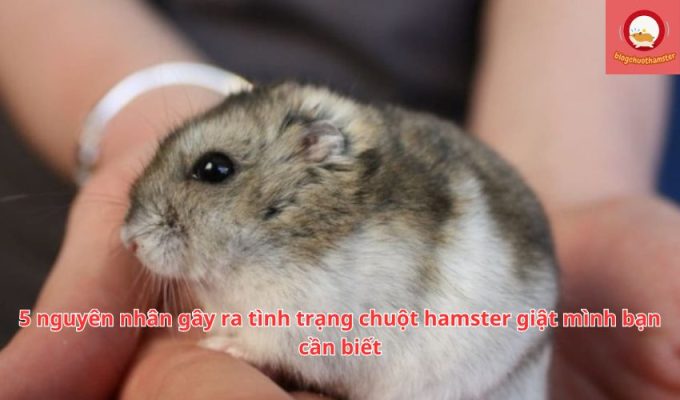 5 nguyên nhân gây ra tình trạng chuột hamster giật mình bạn cần biết