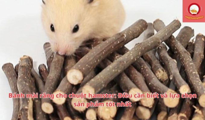 Bánh mài răng cho chuột hamster: Điều cần biết và lựa chọn sản phẩm tốt nhất