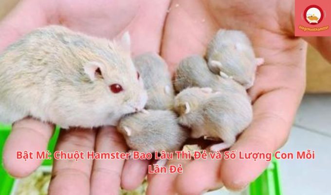 Bật Mí: Chuột Hamster Bao Lâu Thì Đẻ và Số Lượng Con Mỗi Lần Đẻ