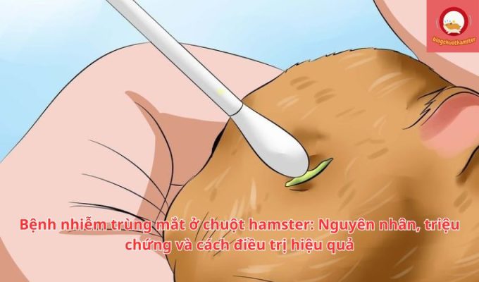 Bệnh nhiễm trùng mắt ở chuột hamster: Nguyên nhân, triệu chứng và cách điều trị hiệu quả