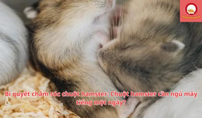 Chuột Hamster Ngủ Bao Nhiêu Tiếng? Bí Quyết Để Hamster Có Giấc Ngủ Tốt Nhất