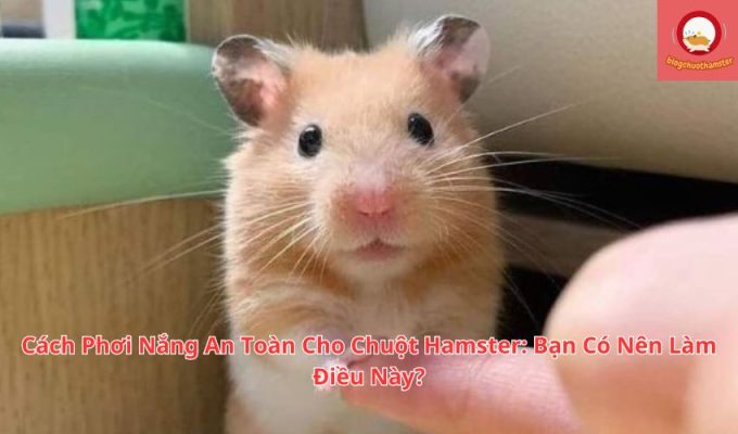 Cách Phơi Nắng An Toàn Cho Chuột Hamster: Bạn Có Nên Làm Điều Này?