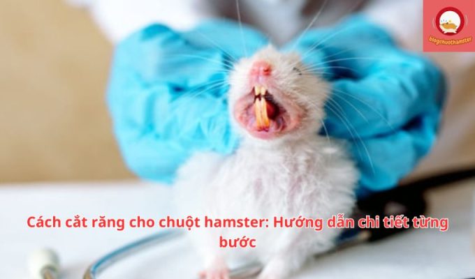 Cách cắt răng cho chuột hamster: Hướng dẫn chi tiết từng bước