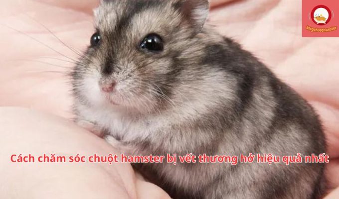 Cách chăm sóc chuột hamster bị vết thương hở hiệu quả nhất