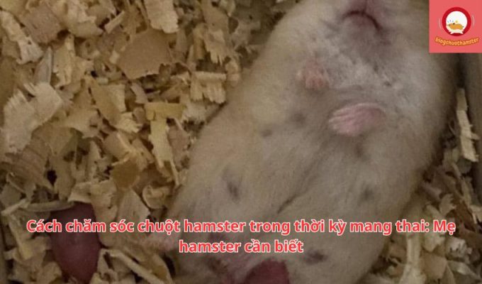 Cách chăm sóc chuột hamster trong thời kỳ mang thai: Mẹ hamster cần biết