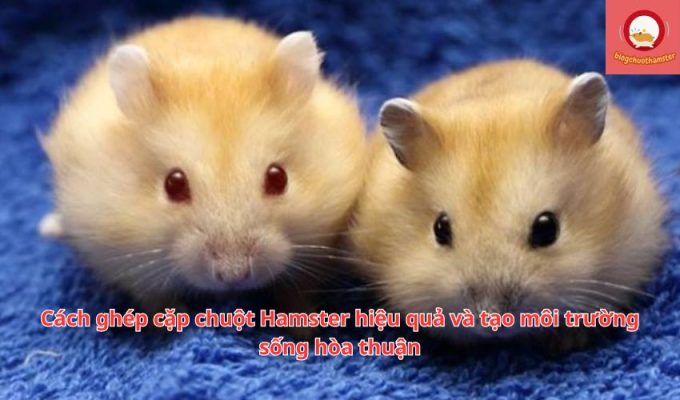 Cách ghép cặp chuột Hamster hiệu quả và tạo môi trường sống hòa thuận