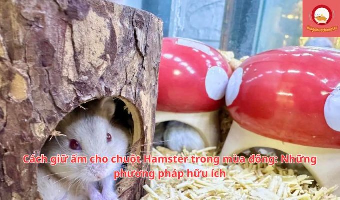 Cách giữ ấm cho chuột Hamster trong mùa đông: Những phương pháp hữu ích