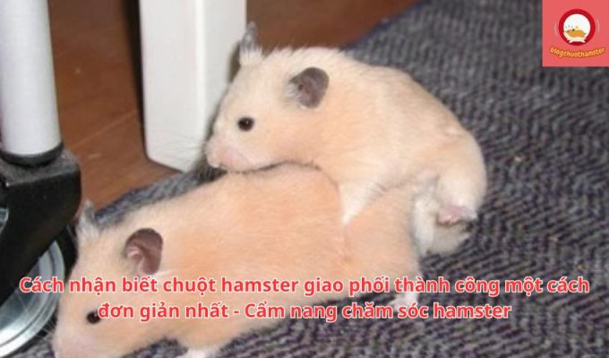 Cách nhận biết chuột hamster giao phối thành công một cách đơn giản nhất - Cẩm nang chăm sóc hamster