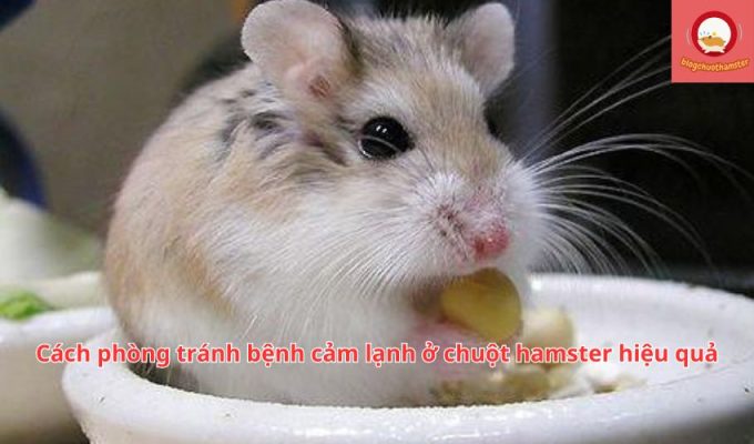 Cách phòng tránh bệnh cảm lạnh ở chuột hamster hiệu quả