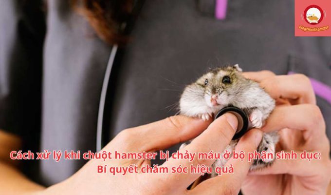 Cách xử lý khi chuột hamster bị chảy máu ở bộ phận sinh dục: Bí quyết chăm sóc hiệu quả