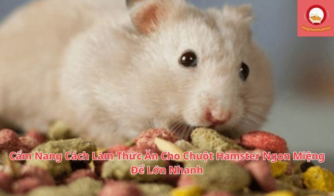 Cẩm Nang Cách Làm Thức Ăn Cho Chuột Hamster Ngon Miệng Để Lớn Nhanh