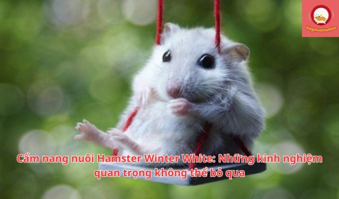 Cẩm nang nuôi Hamster Winter White: Những kinh nghiệm quan trọng không thể bỏ qua