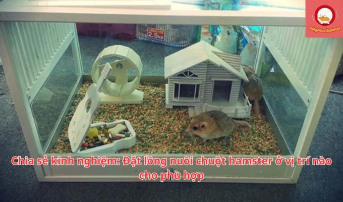 Chia sẻ kinh nghiệm: Đặt lồng nuôi chuột hamster ở vị trí nào cho phù hợp