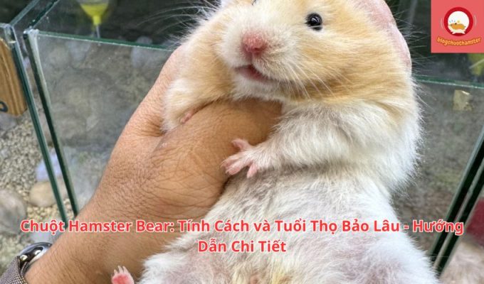 Chuột Hamster Bear: Tính Cách và Tuổi Thọ Bảo Lâu - Hướng Dẫn Chi Tiết