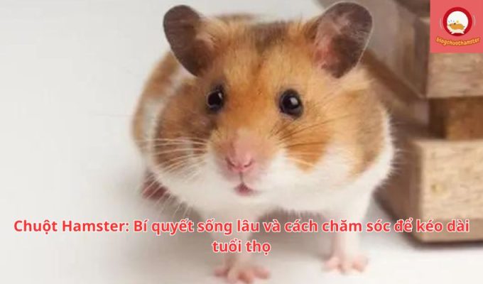 Chuột Hamster: Bí quyết sống lâu và cách chăm sóc để kéo dài tuổi thọ