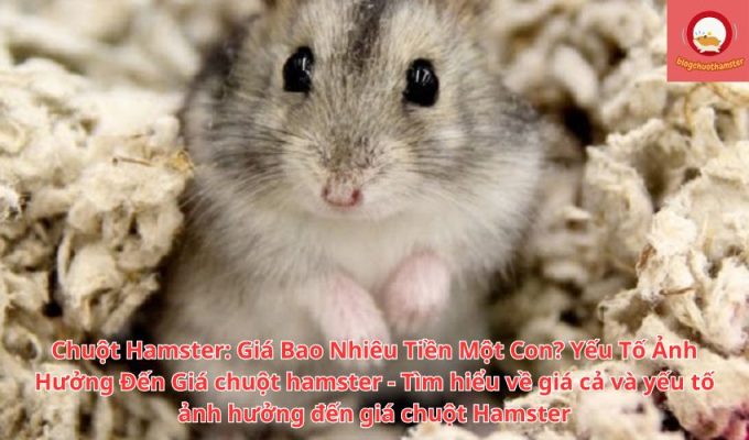 Chuột Hamster: Giá Bao Nhiêu Tiền Một Con? Yếu Tố Ảnh Hưởng Đến Giá chuột hamster - Tìm hiểu về giá cả và yếu tố ảnh hưởng đến giá chuột Hamster