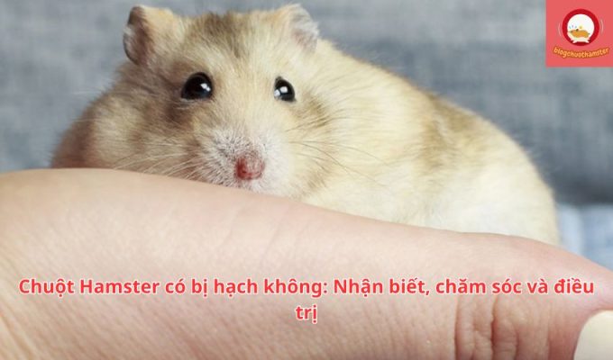 Chuột Hamster có bị hạch không: Nhận biết, chăm sóc và điều trị