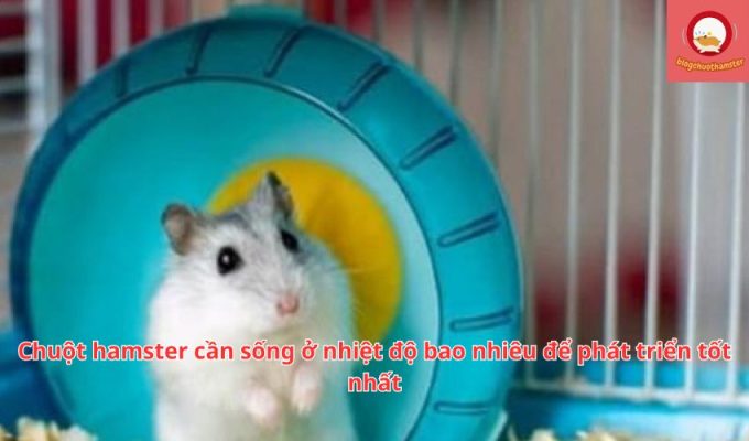 Chuột hamster cần sống ở nhiệt độ bao nhiêu để phát triển tốt nhất