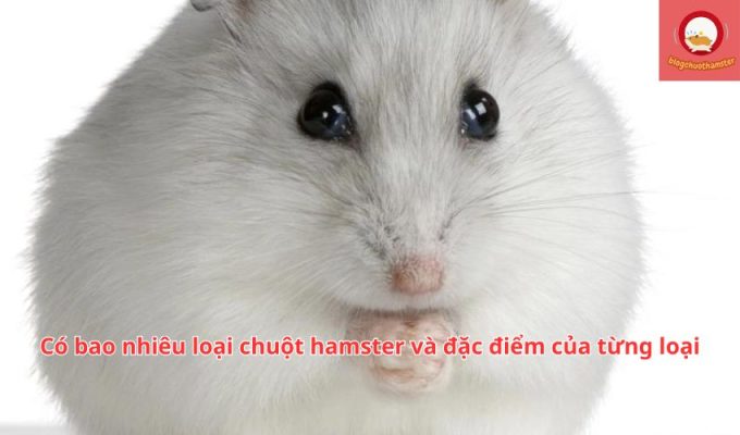 Có bao nhiêu loại chuột hamster và đặc điểm của từng loại