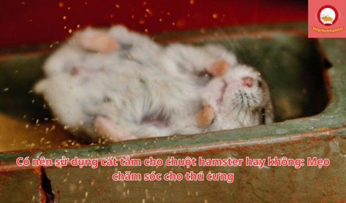 Có nên sử dụng cát tắm cho chuột hamster hay không: Mẹo chăm sóc cho thú cưng