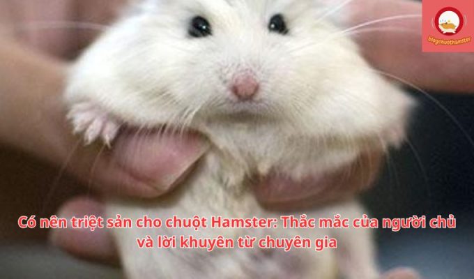 Có nên triệt sản cho chuột Hamster: Thắc mắc của người chủ và lời khuyên từ chuyên gia