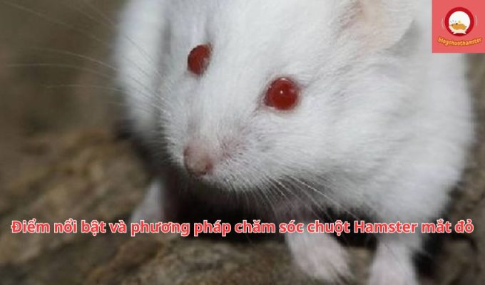 Điểm nổi bật và phương pháp chăm sóc chuột Hamster mắt đỏ