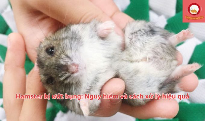 Hamster bị ướt bụng: Nguy hiểm và cách xử lý hiệu quả