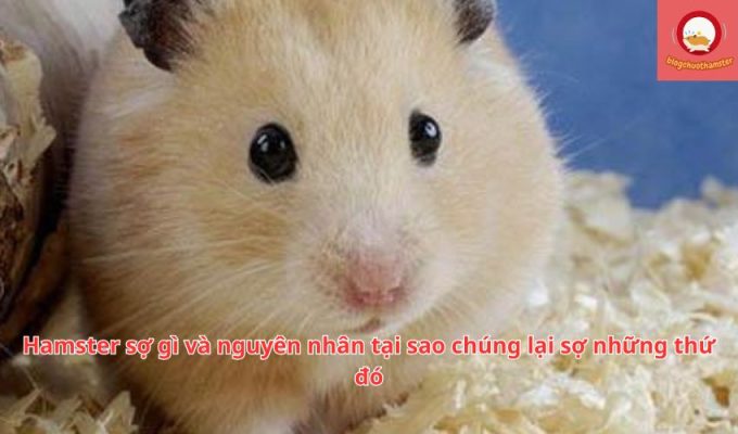 Hamster sợ gì và nguyên nhân tại sao chúng lại sợ những thứ đó