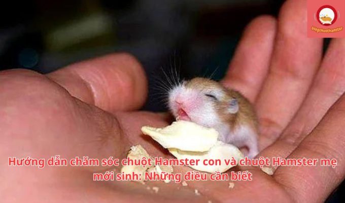 Hướng dẫn chăm sóc chuột Hamster con và chuột Hamster mẹ mới sinh: Những điều cần biết