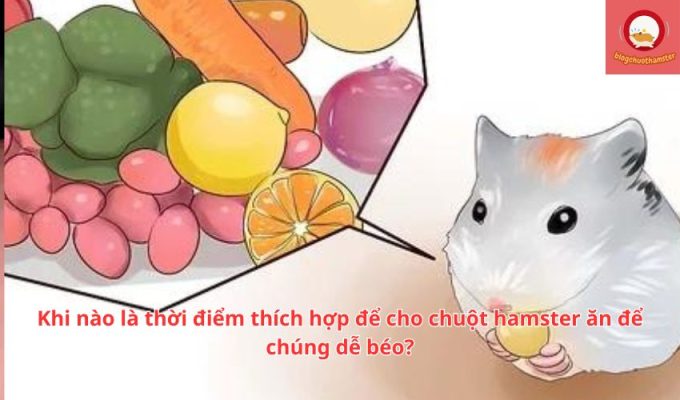 Khi nào là thời điểm thích hợp để cho chuột hamster ăn để chúng dễ béo?