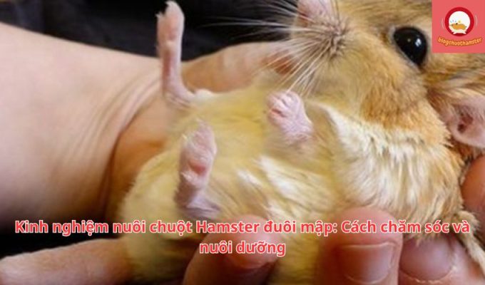 Kinh nghiệm nuôi chuột Hamster đuôi mập: Cách chăm sóc và nuôi dưỡng