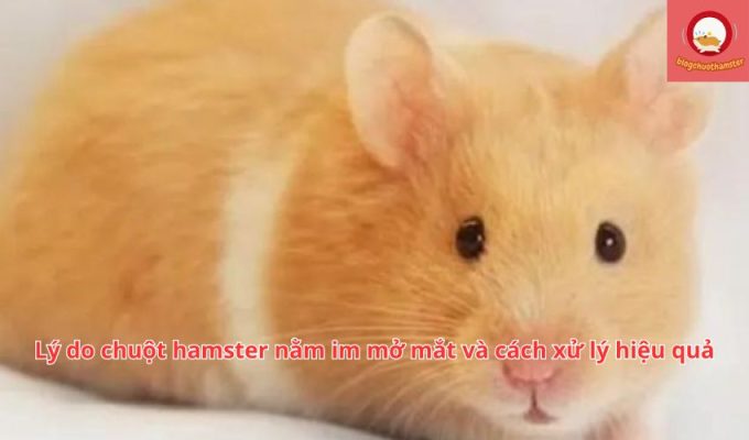 Lý do chuột hamster nằm im mở mắt và cách xử lý hiệu quả