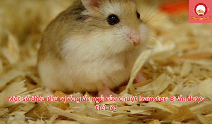 Một số điều thú vị về giấc ngủ của chuột hamster: Bí ẩn được tiết lộ!