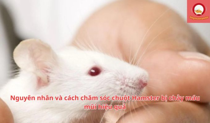 Nguyên nhân và cách chăm sóc chuột Hamster bị chảy máu mũi hiệu quả