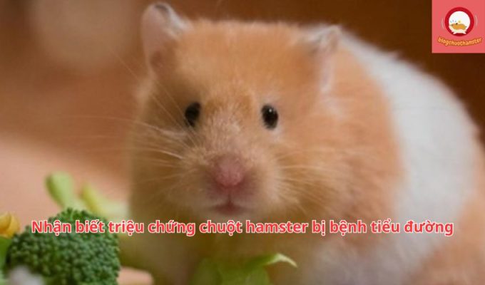 Nhận biết triệu chứng chuột hamster bị bệnh tiểu đường