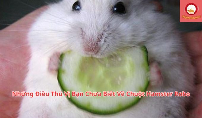 Những Điều Thú Vị Bạn Chưa Biết Về Chuột Hamster Robo