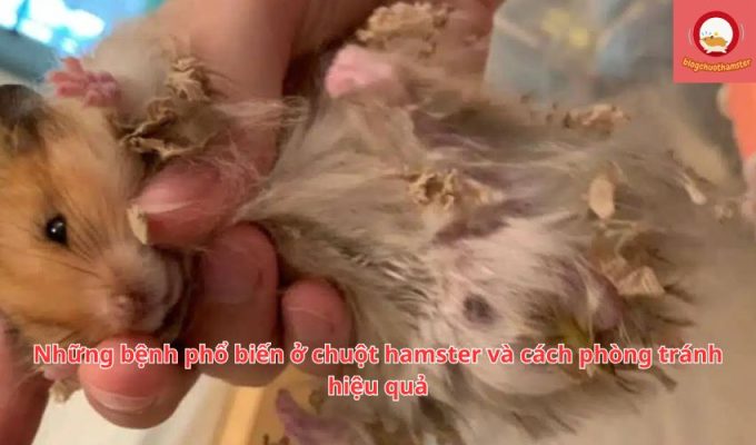 Những bệnh phổ biến ở chuột hamster và cách phòng tránh hiệu quả