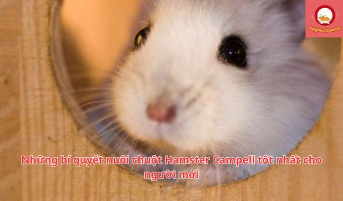 Những bí quyết nuôi chuột Hamster Campell tốt nhất cho người mới