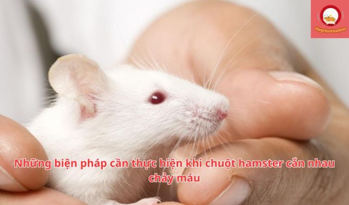 Những biện pháp cần thực hiện khi chuột hamster cắn nhau chảy máu