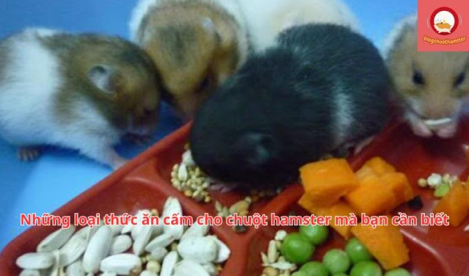 Những loại thức ăn cấm cho chuột hamster mà bạn cần biết