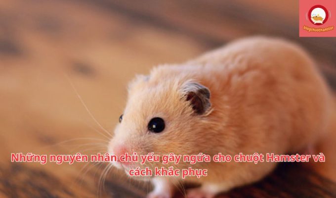 Những nguyên nhân chủ yếu gây ngứa cho chuột Hamster và cách khắc phục