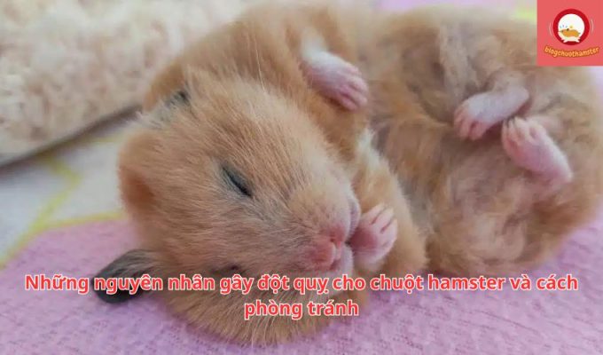 Những nguyên nhân gây đột quỵ cho chuột hamster và cách phòng tránh