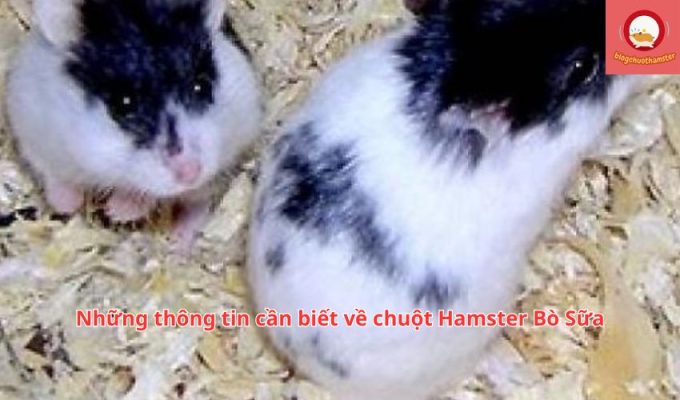 Những thông tin cần biết về chuột Hamster Bò Sữa