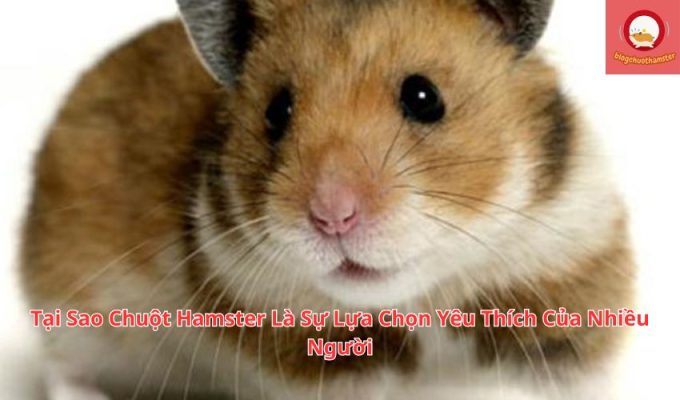 Tại Sao Chuột Hamster Là Sự Lựa Chọn Yêu Thích Của Nhiều Người