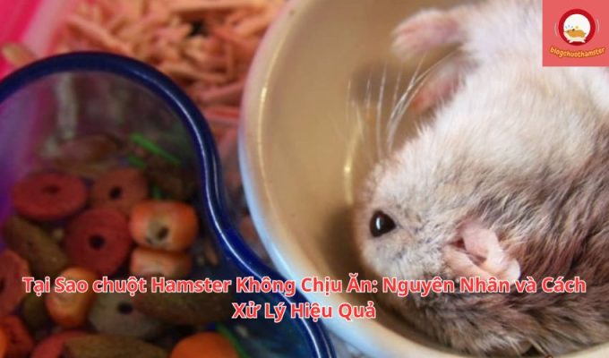 Tại Sao chuột Hamster Không Chịu Ăn: Nguyên Nhân và Cách Xử Lý Hiệu Quả