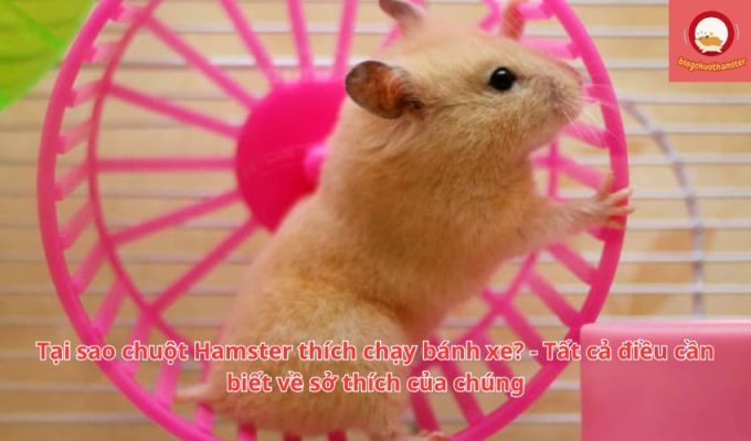 Tại sao chuột Hamster thích chạy bánh xe? - Tất cả điều cần biết về sở thích của chúng