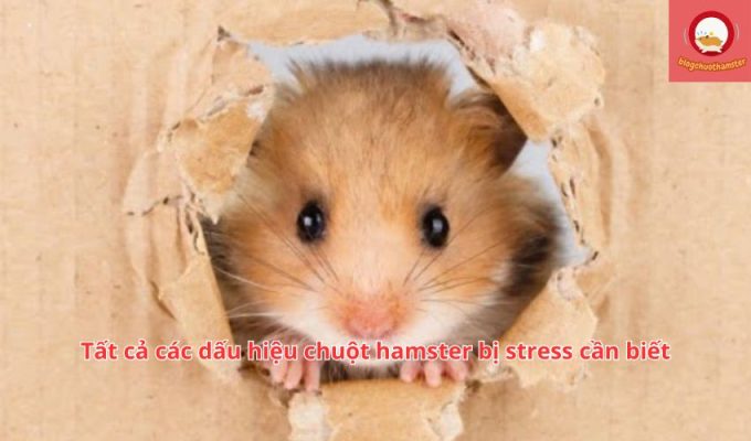 Tất cả các dấu hiệu chuột hamster bị stress cần biết