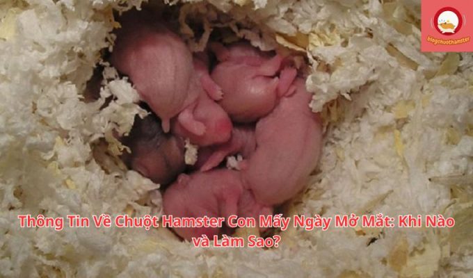 Thông Tin Về Chuột Hamster Con Mấy Ngày Mở Mắt: Khi Nào và Làm Sao?